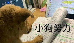 狗子今日爆料图片表情包,表情包背后的秘密大揭秘！